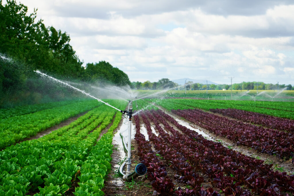 Sprinkler of irrigation system